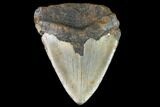 Bargain, Fossil Megalodon Tooth - North Carolina #91631-1